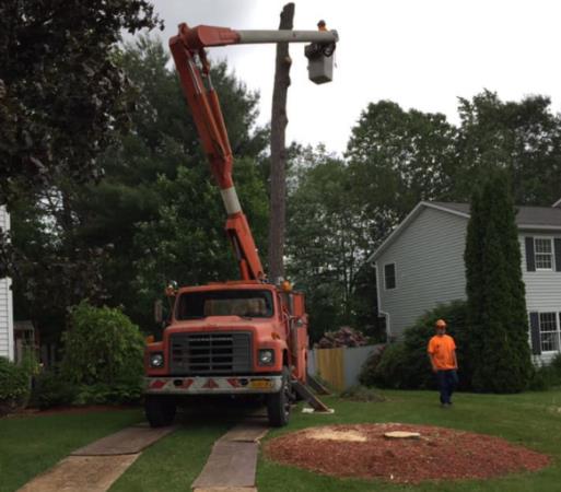 Robert Cole Tree Service: Service Image-9