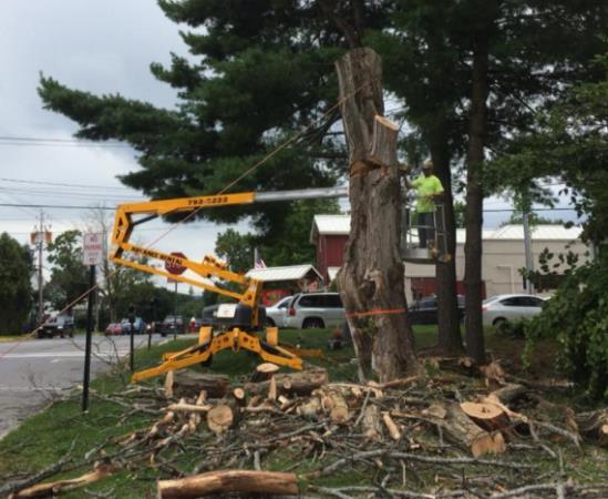 Robert Cole Tree Service: Service Image-10