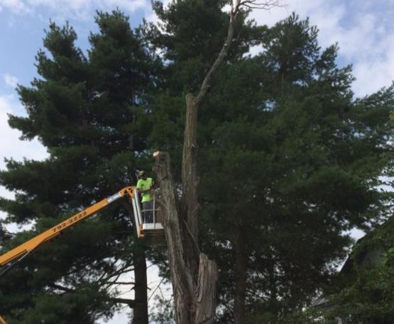 Robert Cole Tree Service: Service Image-11