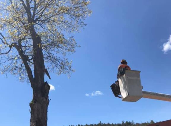 Robert Cole Tree Service: Service Image-1