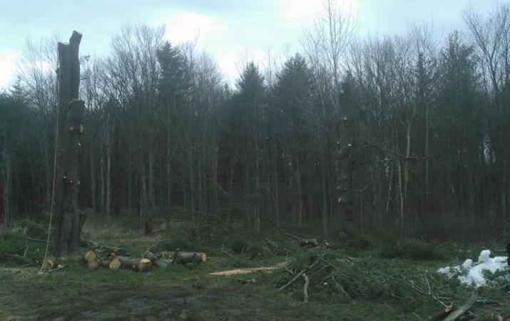 Robert Cole Tree Service: Service Image-2 Robert Cole Tree Service: Service Image-2