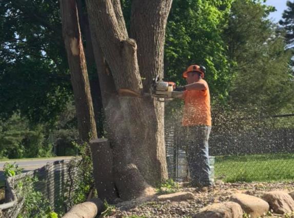 Robert Cole Tree Service: Service Image-3