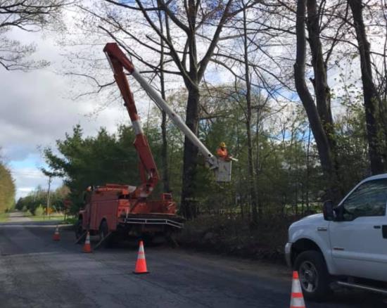 Robert Cole Tree Service: Service Image-4