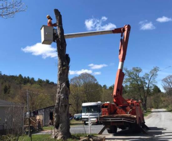 Robert Cole Tree Service: Service Image-5