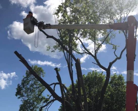 Robert Cole Tree Service: Service Image-6 Robert Cole Tree Service: Service Image-6