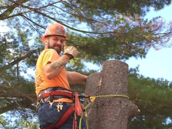 Robert Cole Tree Service: Service Image-7