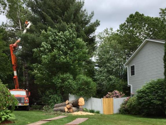 Robert Cole Tree Service: Service Image-8 Robert Cole Tree Service: Service Image-8