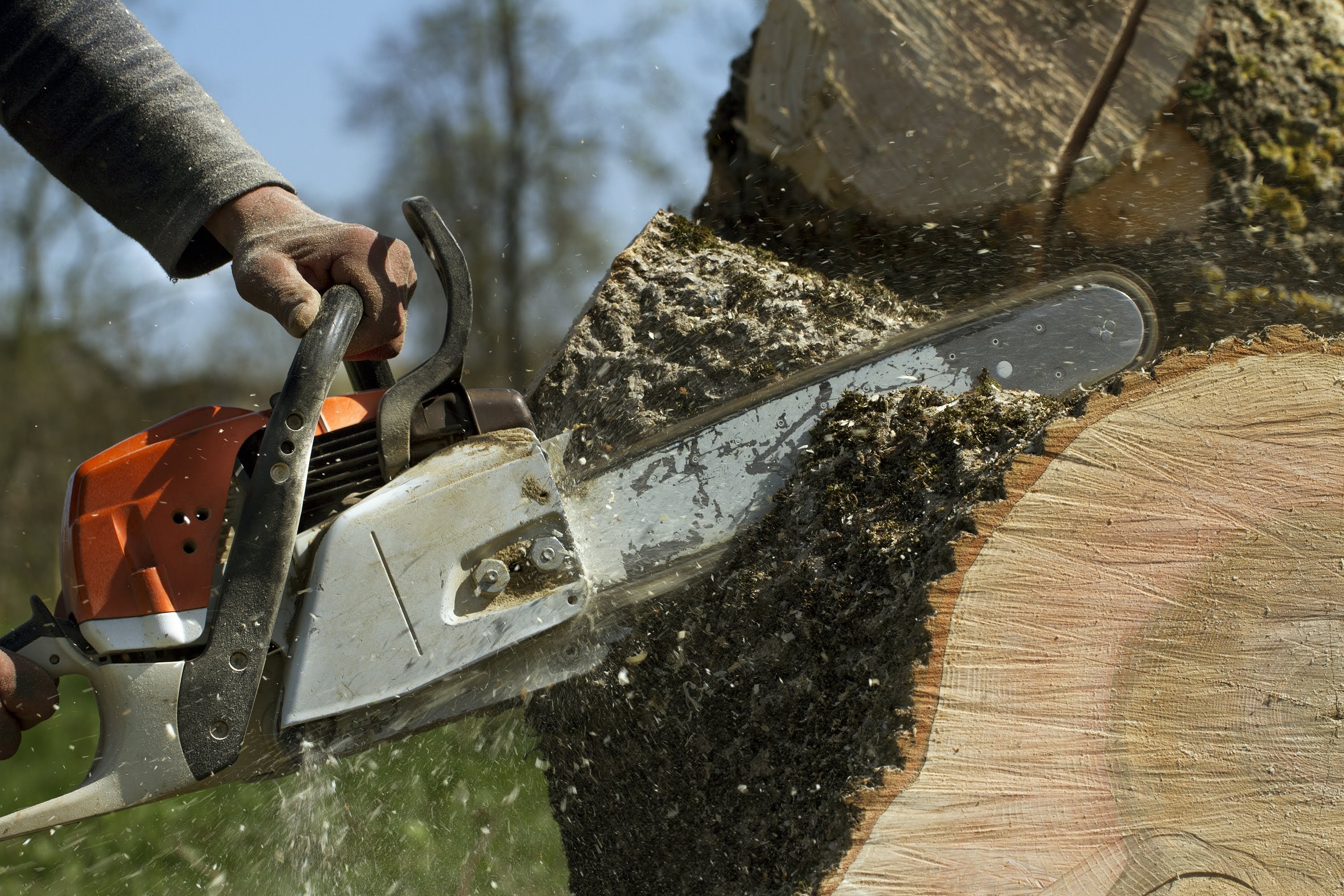 Robert Cole Tree Service: Service Image-0 Robert Cole Tree Service: Service Image-0